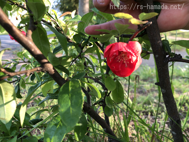 ベニバナシャリンバイの花の画像