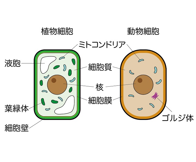 動植物細胞