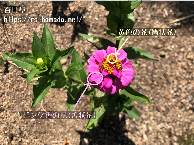 舌状花と筒状花（百日草）