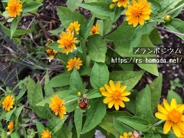 メランポジウムの花言葉と由来｜自然植物図鑑