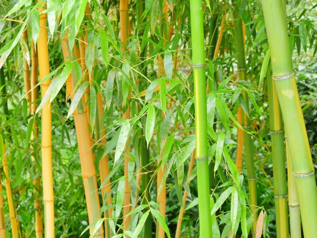 竹の葉