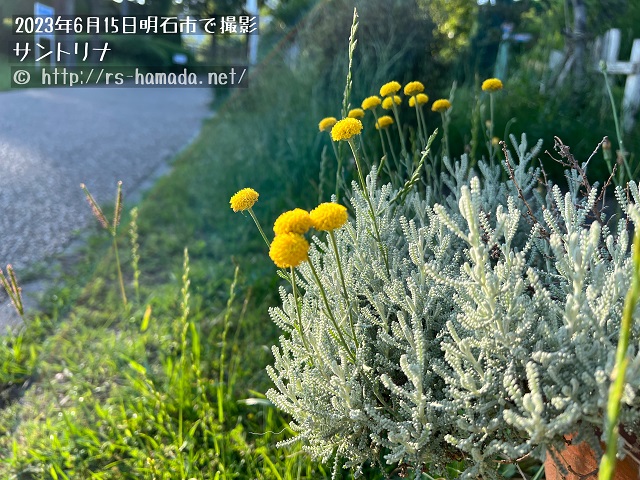 サントリナ
