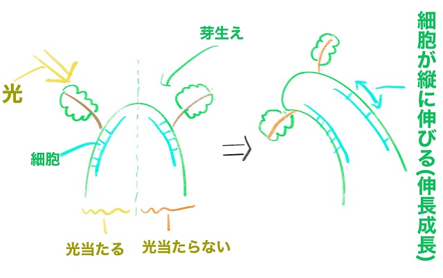 伸長成長