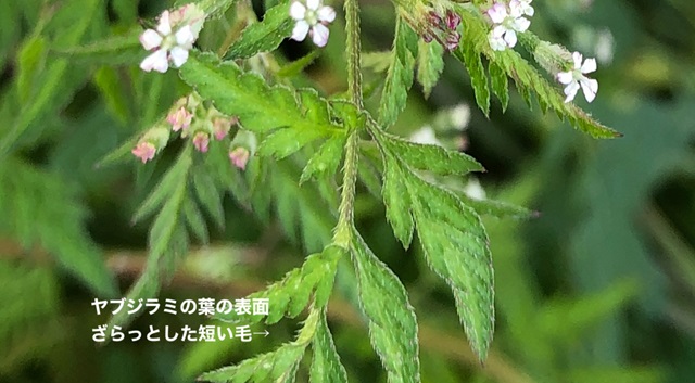 ヤブジラミの葉の表面に短い毛が生えている