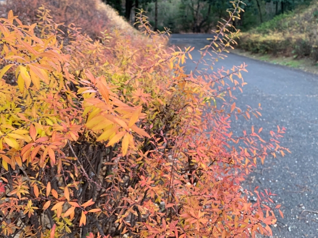 冬のユキヤナギ