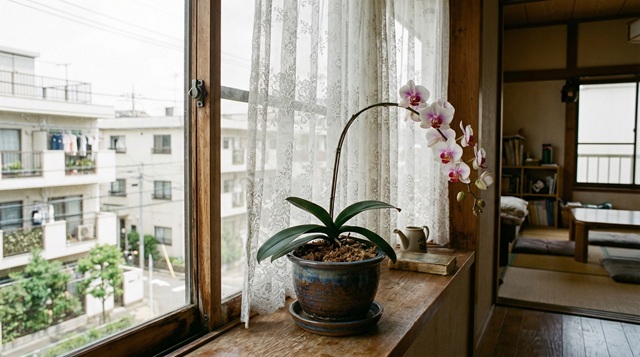 窓越しで育てる胡蝶蘭