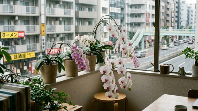 支柱なしの胡蝶蘭