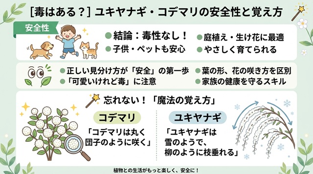 【毒性はある？】雪柳とコデマリの安全性と「絶対に忘れない」覚え方のコツ
