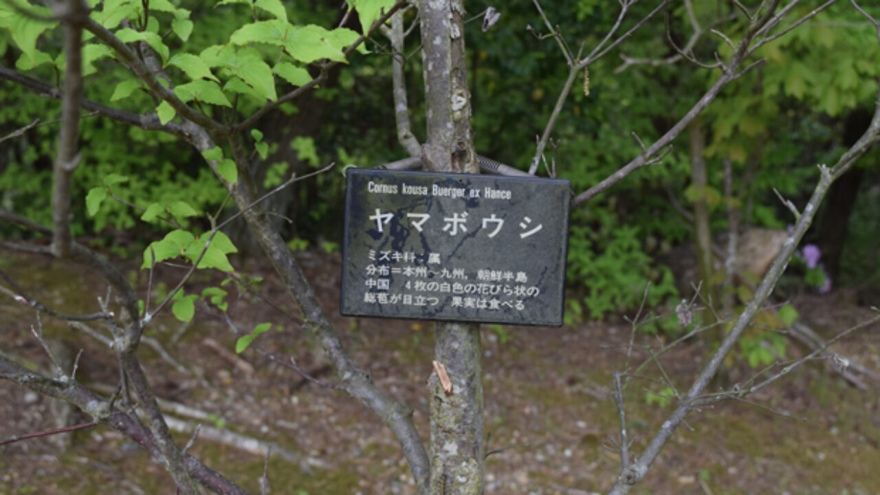 ヤマボウシの花が咲かない5つの原因とは 自然植物図鑑