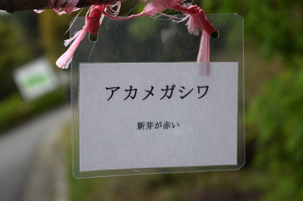 アカメガシワ