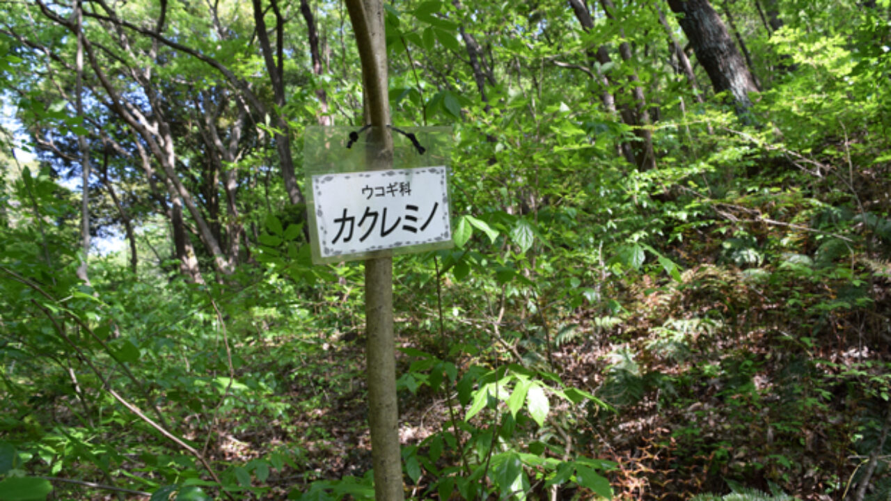 カクレミノの葉の特徴は 自然植物図鑑