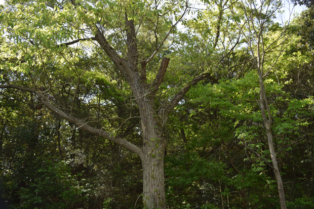 コナラの木の特徴は 樹皮の特徴についても解説 自然植物図鑑
