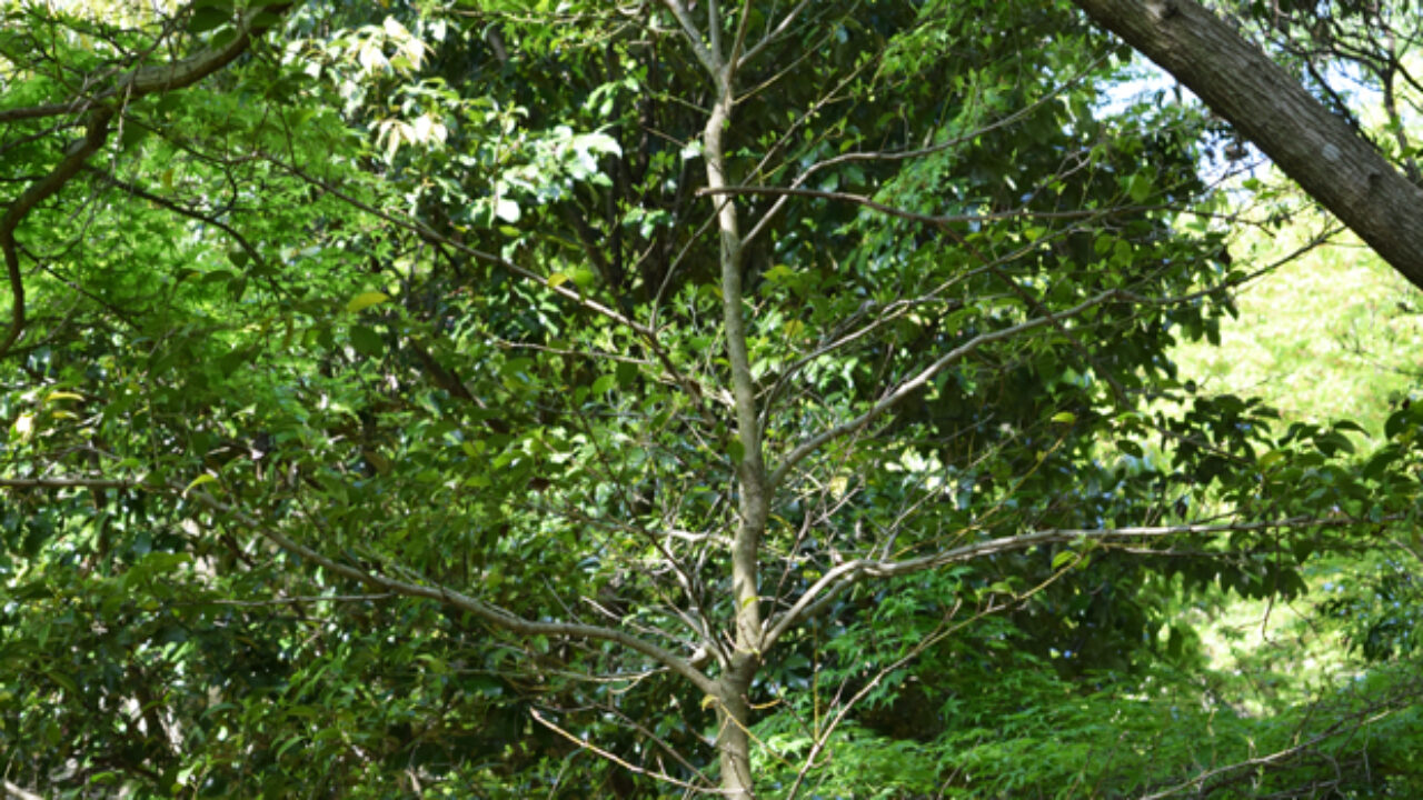 クロガネモチの木の特徴は 自然植物図鑑