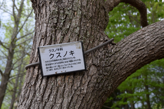 クスノキ