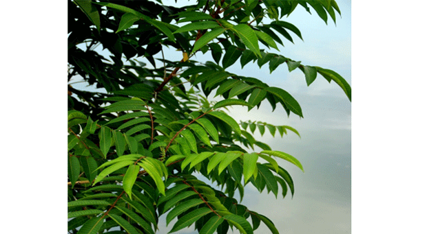 ヤマハゼの木でかぶれる原因は 自然植物図鑑