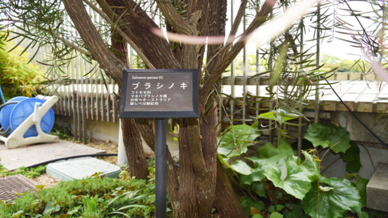 ブラシノキの葉の特徴とは 自然植物図鑑 ブラシノキの葉の特徴とは 自然植物図鑑