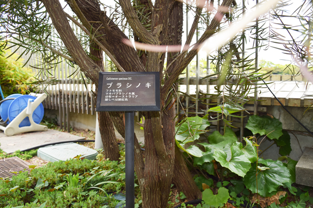 ブラシノキ
