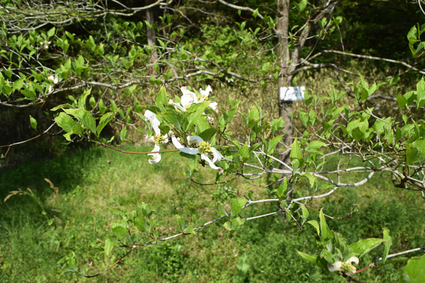 ハナミズキ 花が咲かない原因は5つある 自然植物図鑑