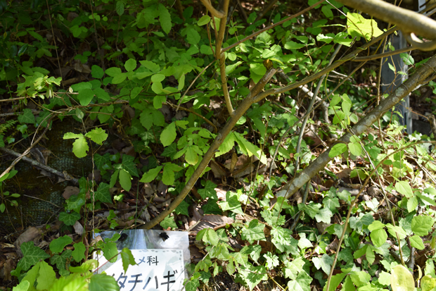 イタチハギ