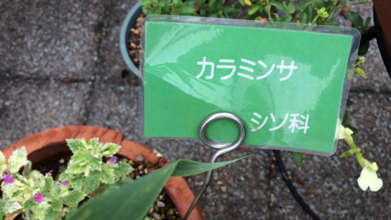 カラミンサの増やし方 自然植物図鑑