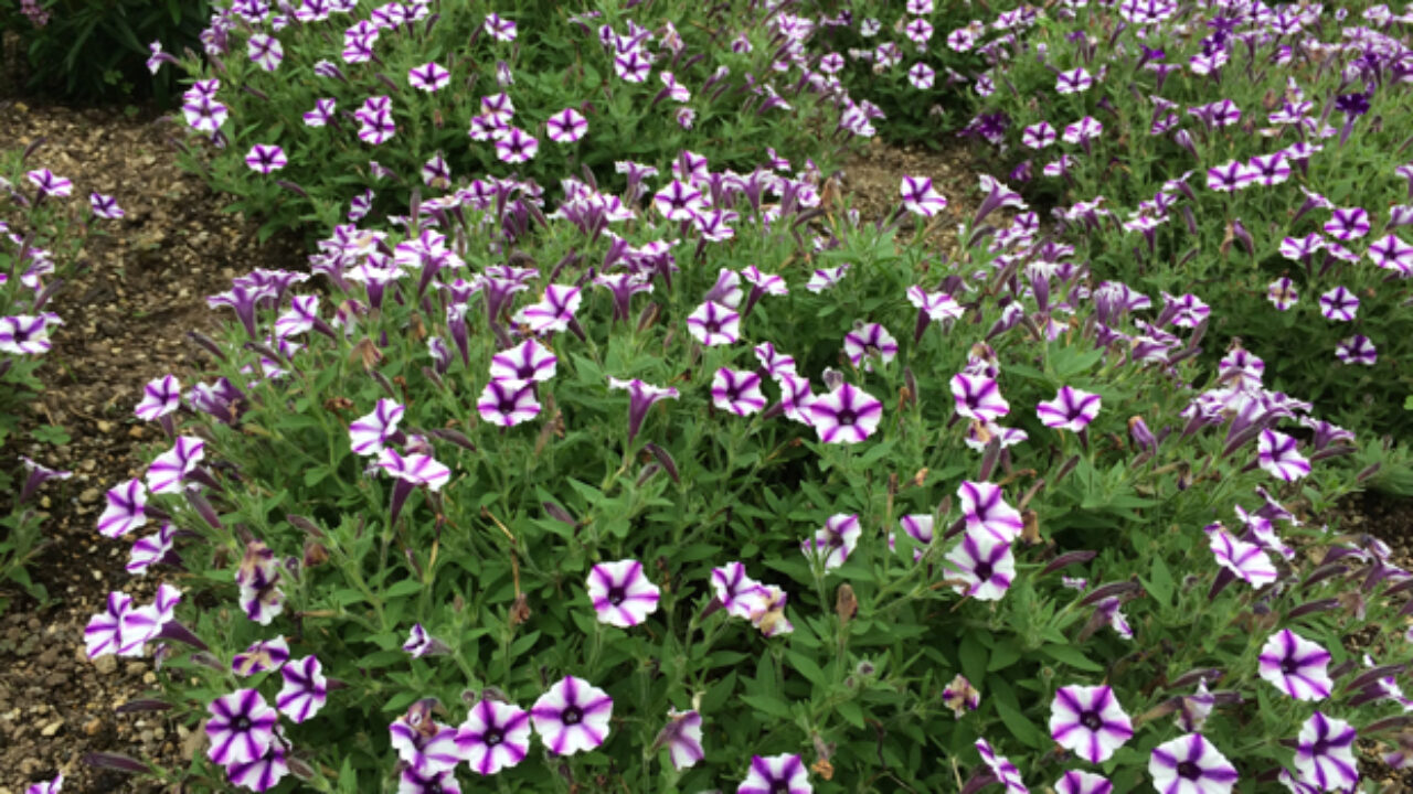 ペチュニアの挿し芽をする方法 自然植物図鑑