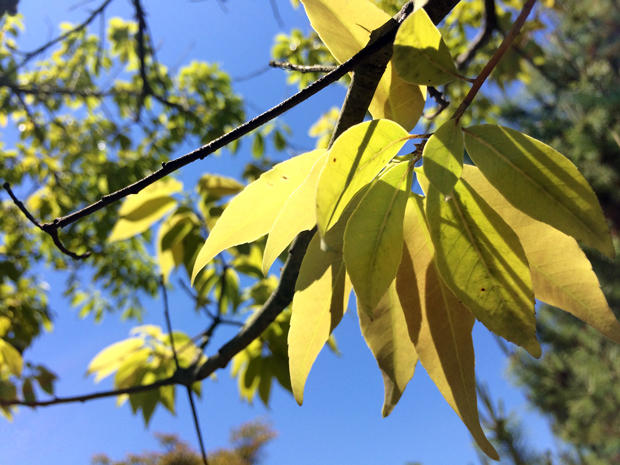 シラカシの葉が黄色になる3つの原因は 自然植物図鑑