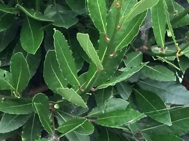 月桂樹が病気にならない5つの育て方のコツ 自然植物図鑑