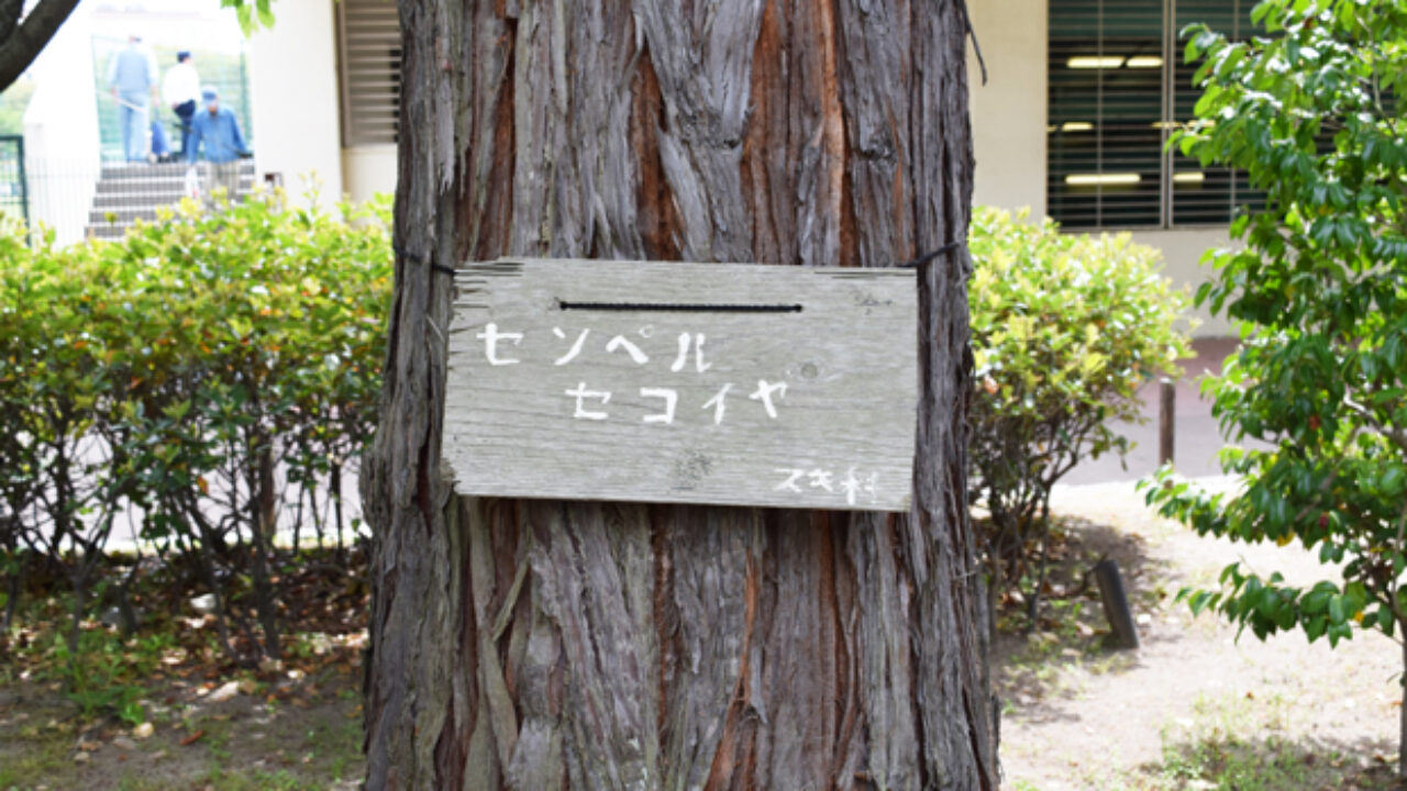 センペルセコイアの特徴 自然植物図鑑