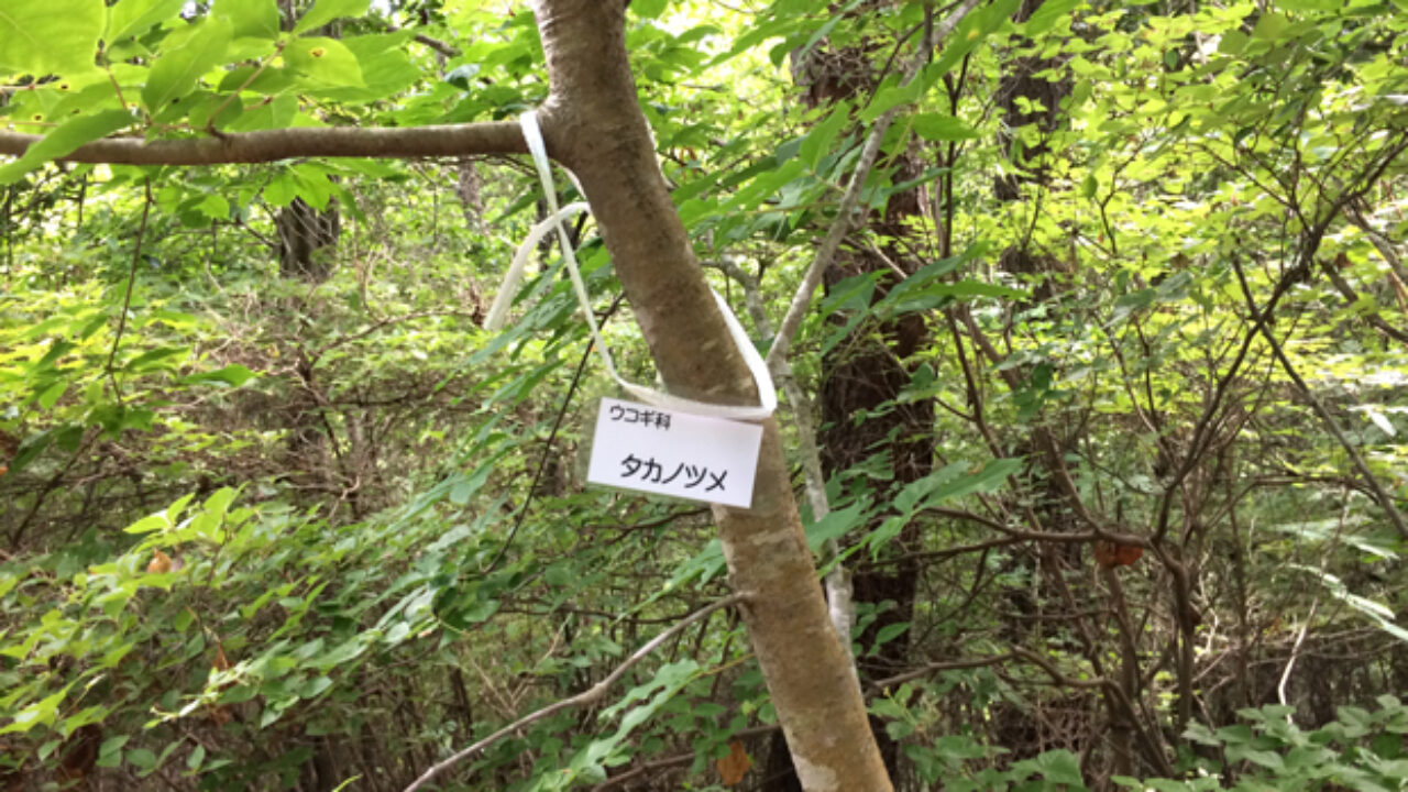 タカノツメの葉の特徴 自然植物図鑑