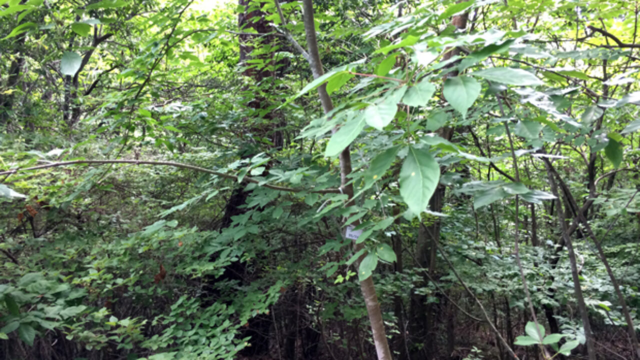 タカノツメとコシアブラの違いは 自然植物図鑑