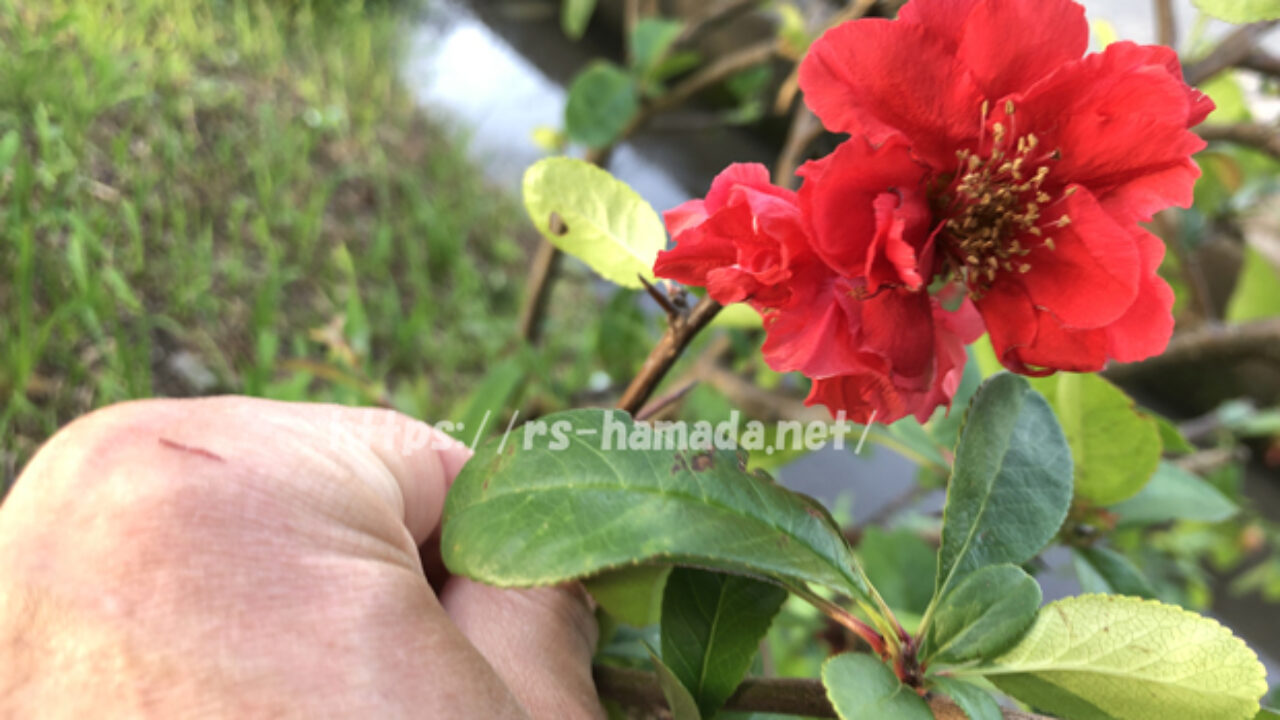 ボケの花の育て方 由来 花言葉を写真とともに解説 自然植物図鑑