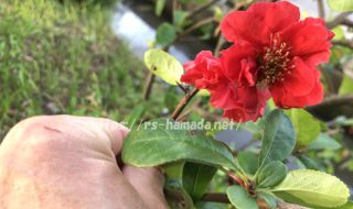 ボケの花の育て方 写真 由来 花言葉