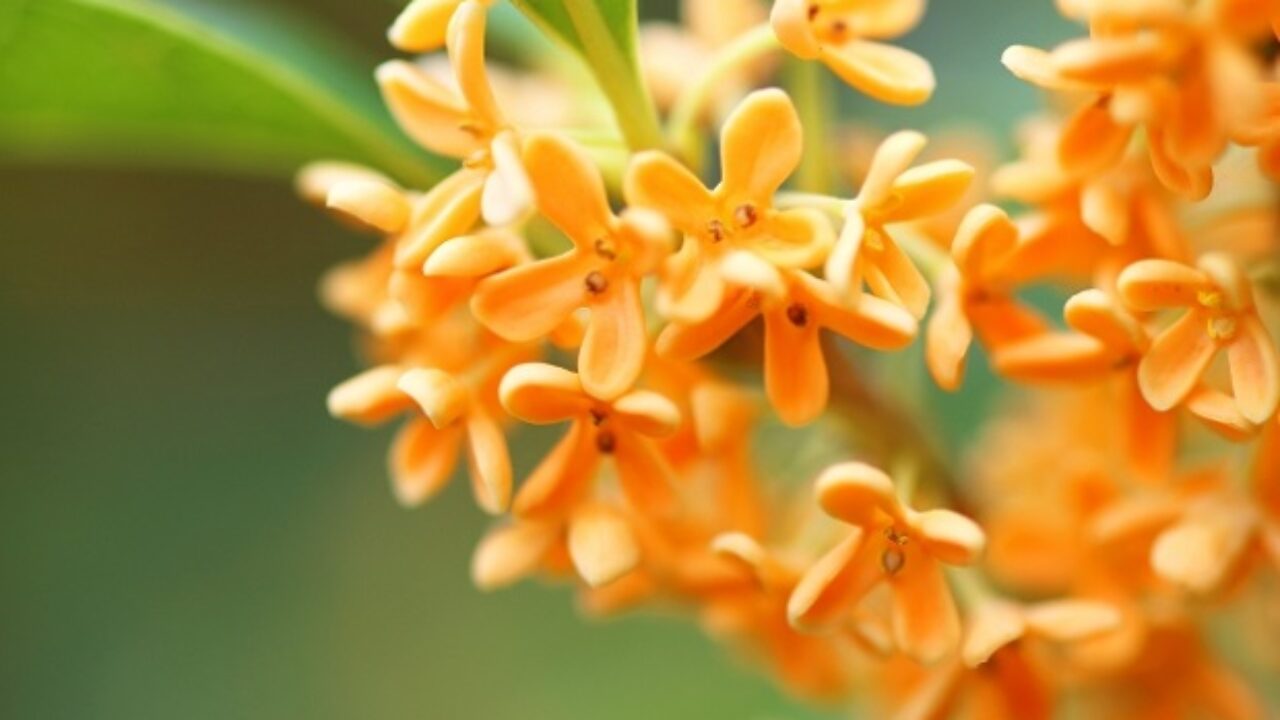 キンモクセイと匂いが似てる花は 自然植物図鑑