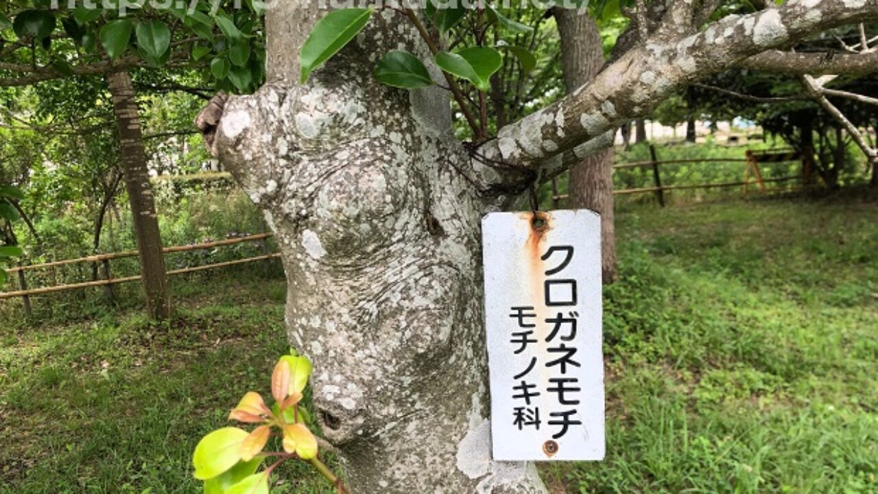 クロガネモチで葉が落ちる3つの原因 自然植物図鑑