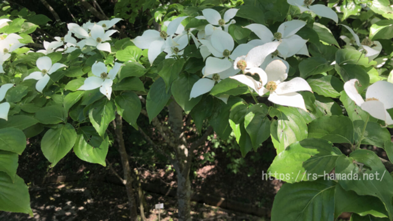 ヤマボウシの花が小さい3つの原因 自然植物図鑑