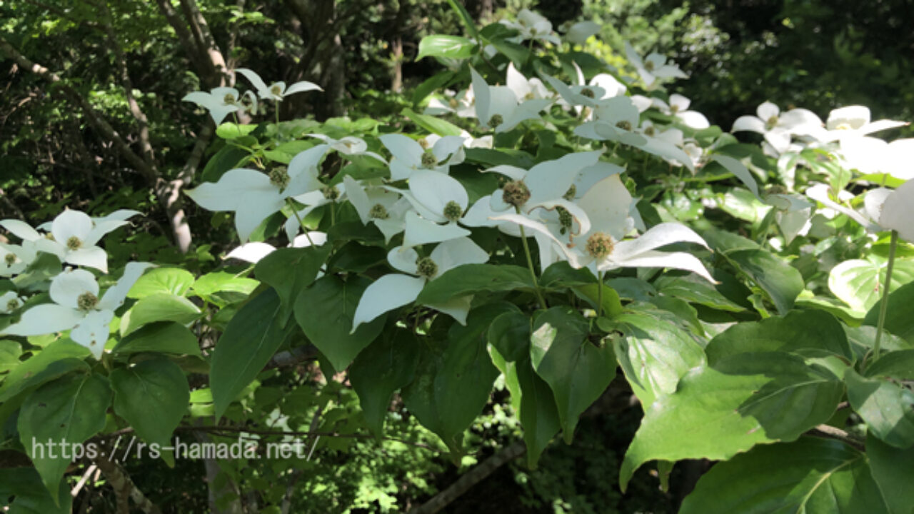 ヤマボウシの花の色を動画と画像を使って解説 自然植物図鑑