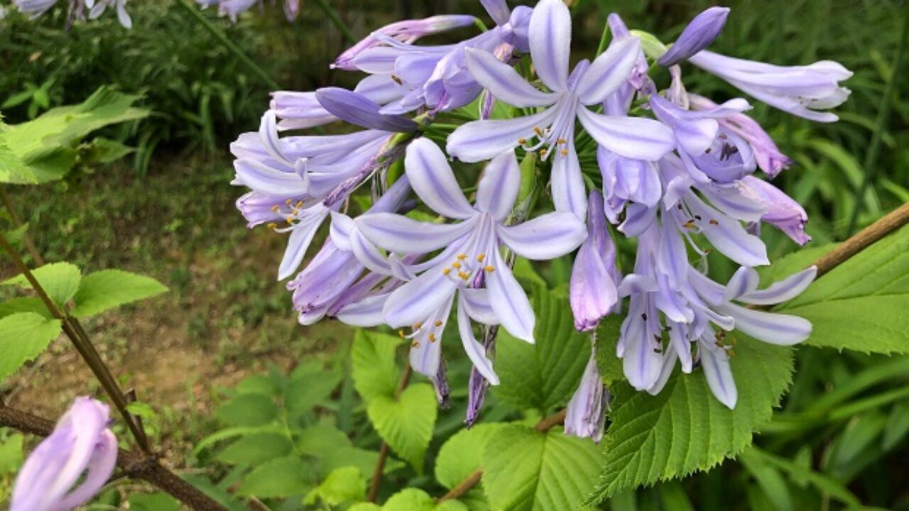 宿根草とは 具体例を画像でお見せしながらわかりやすく解説 自然植物図鑑