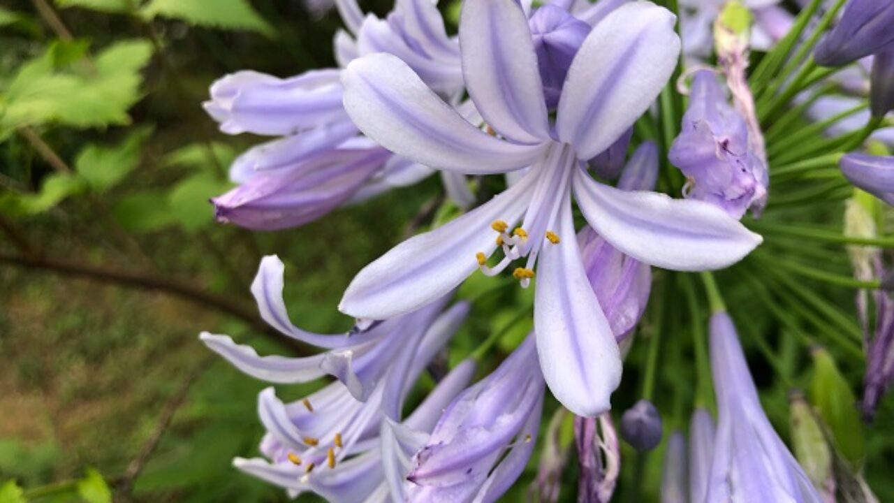 アガパンサスの花言葉 自然植物図鑑