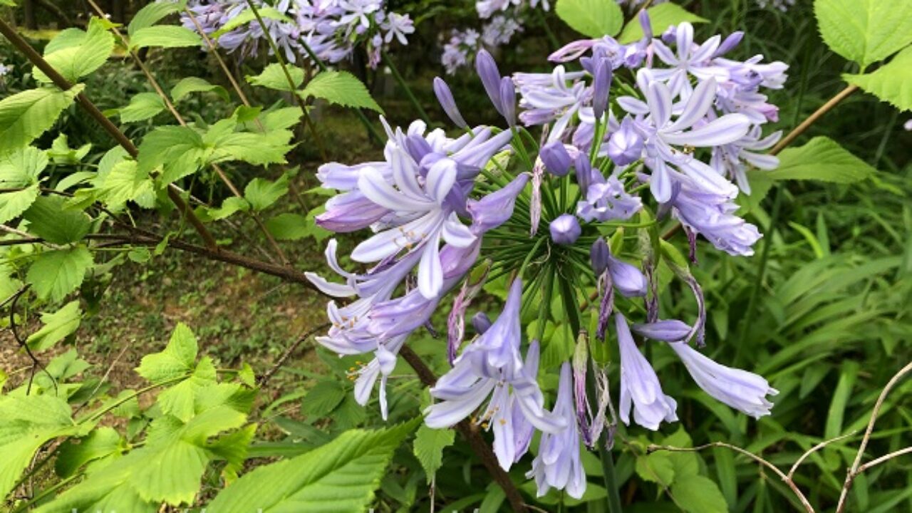 アガパンサスの花が咲かない5つの原因 自然植物図鑑
