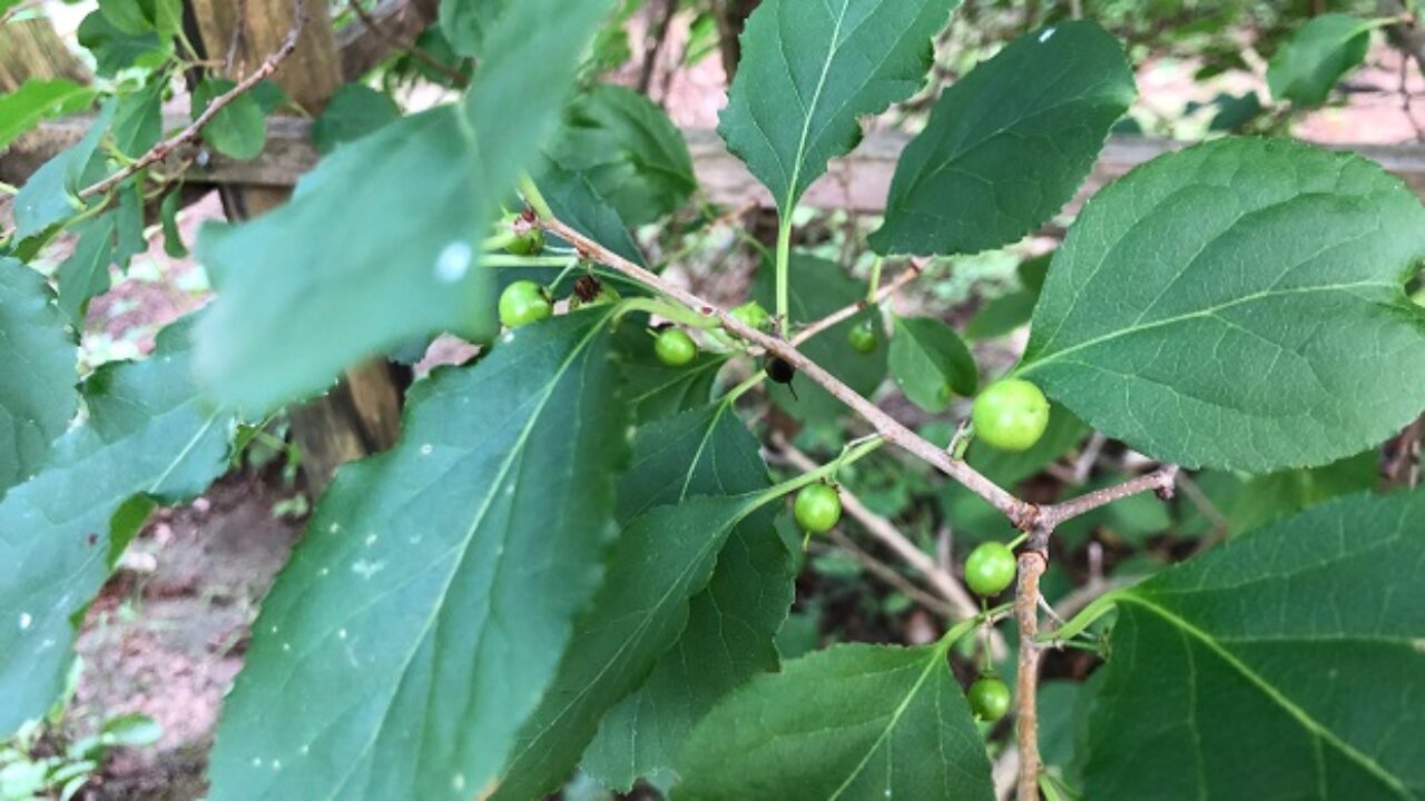 ツルウメモドキの実の特徴を画像を使って解説 自然植物図鑑
