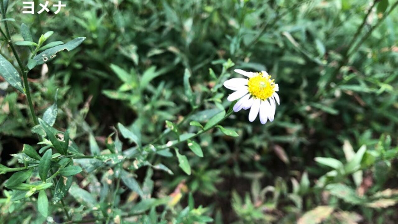 ヨメナと似た花 見分け方についても解説 自然植物図鑑