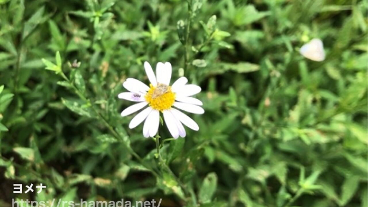 ヨメナの花の特徴と花言葉は 画像 動画つき 自然植物図鑑