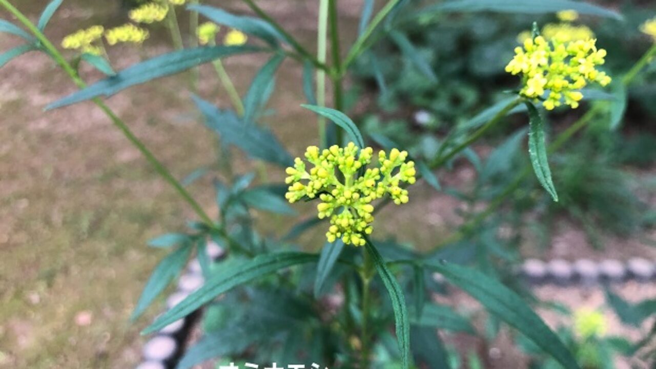 オミナエシに似た花一覧 自然植物図鑑
