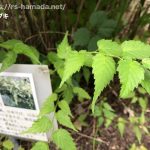 ヤマブキ 葉っぱ