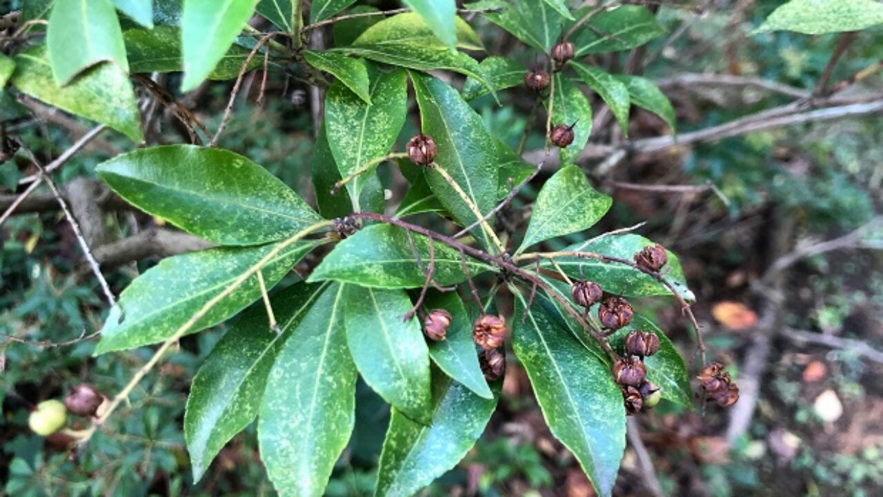 アセビの毒性 毒の種類や利用法も解説 自然植物図鑑