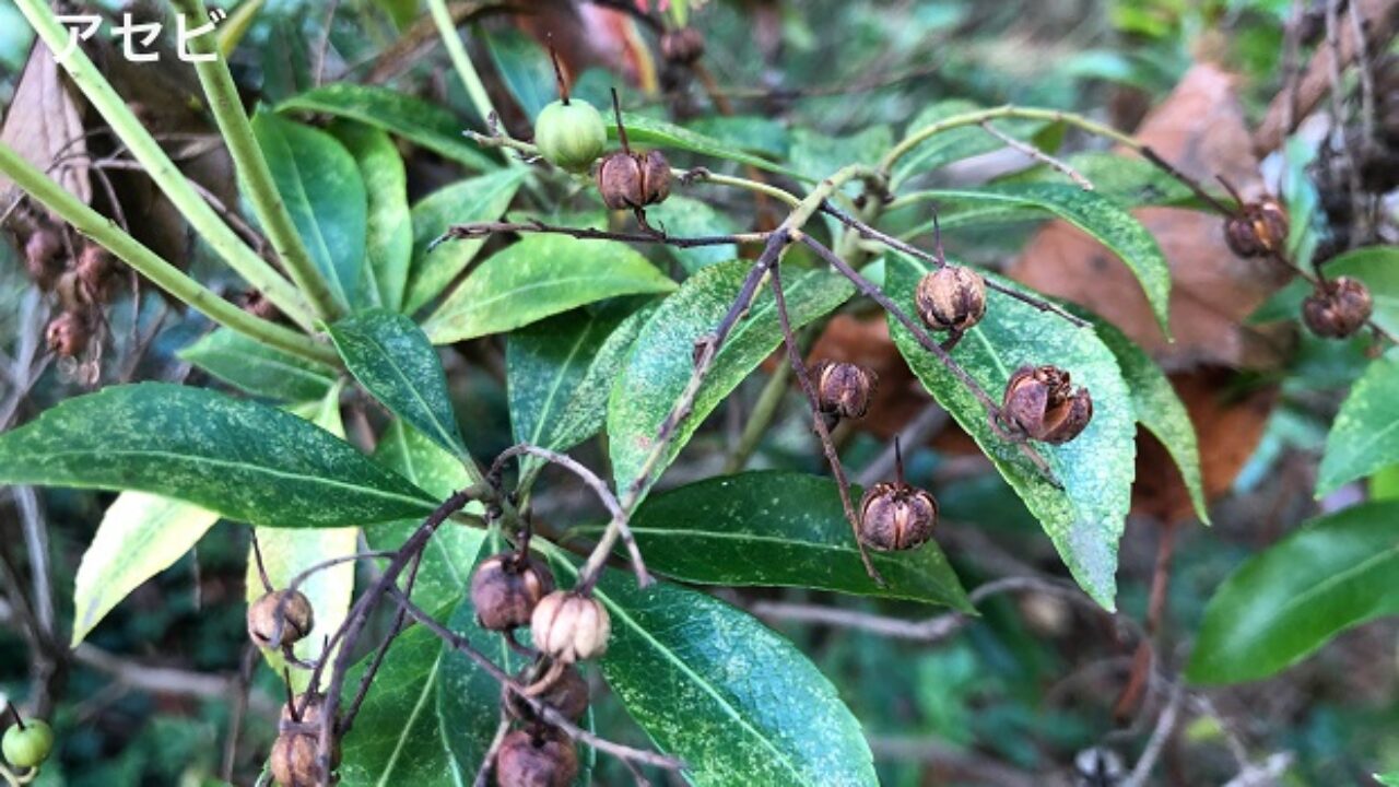 アセビの実の特徴 画像や動画解説付き 自然植物図鑑