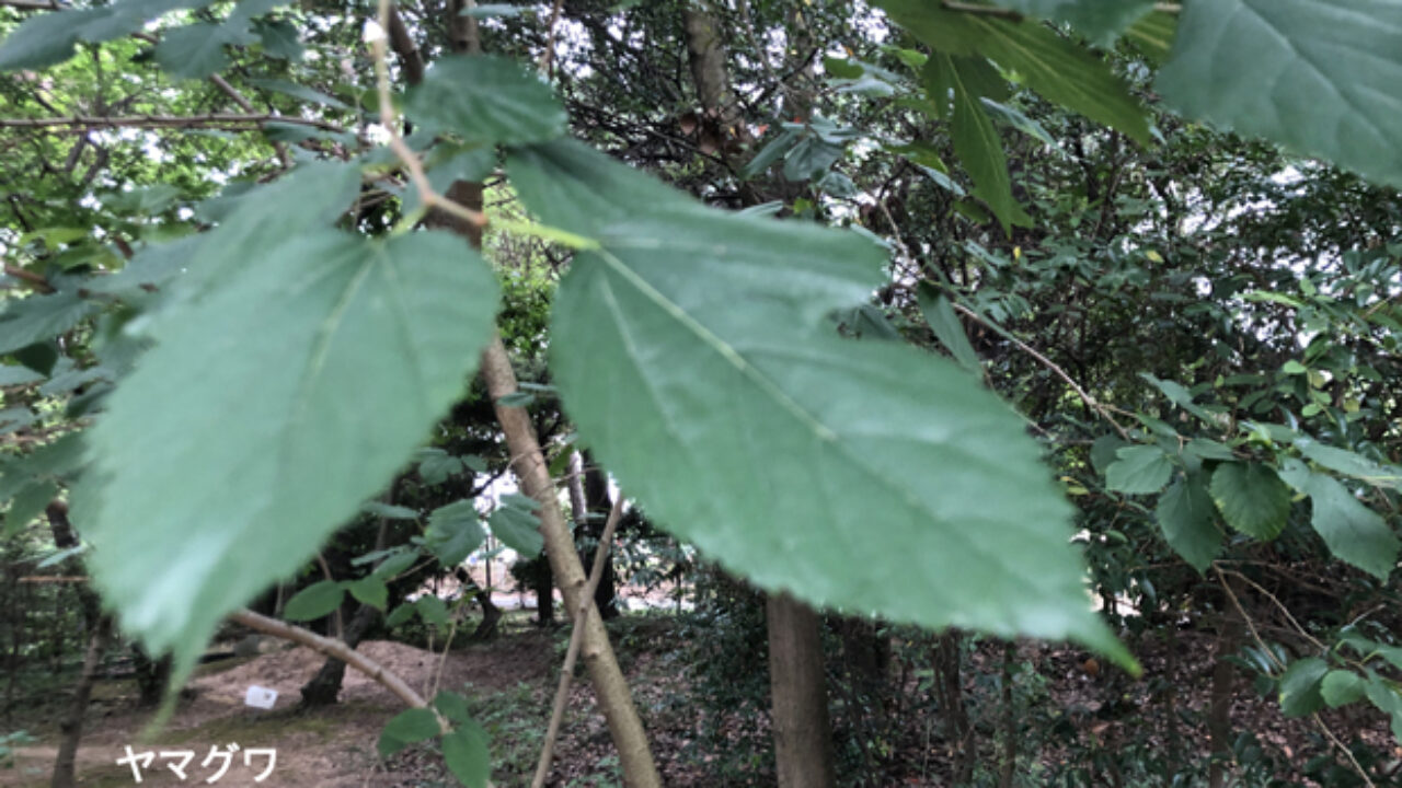 ヤマグワの特徴 画像 動画付き 自然植物図鑑