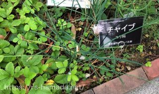 ユリ科 自然植物図鑑