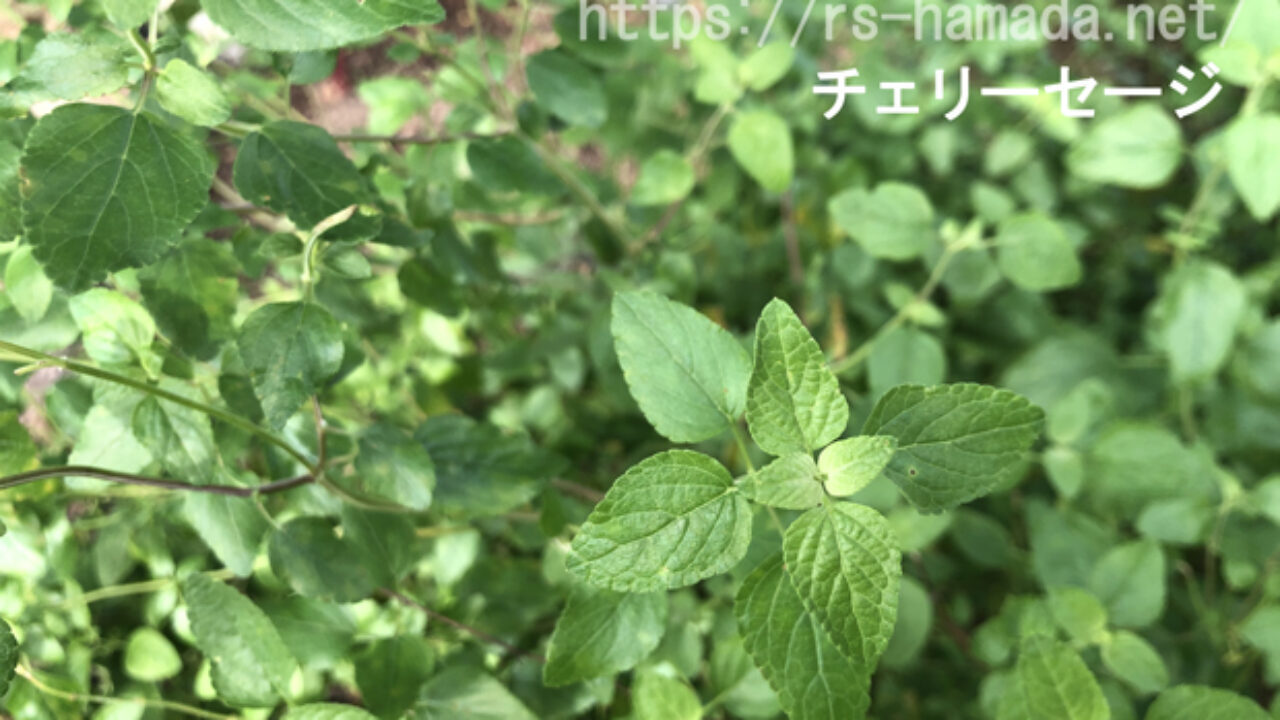 チェリーセージを冬越しさせるコツ 自然植物図鑑