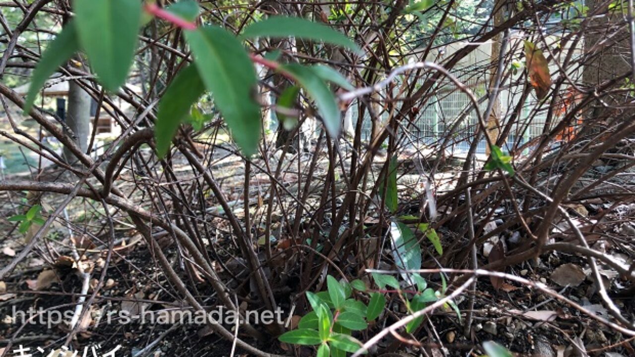 キンシバイの葉の特徴とビヨウヤナギの葉の違いを画像付きで解説 自然植物図鑑